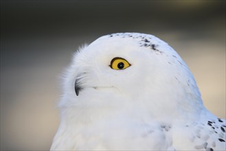 Close-up of a Snowy owl