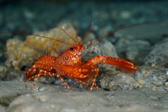 Red Atlantic reef lobster