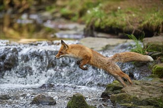 Red fox