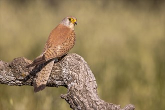 Lesser kestrel