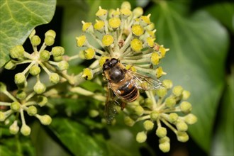 Mock bee wedgewing hoverfly sitting on green ivy fruits looking up