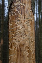 Close-up of a spruce trunk damaged by the bark beetle