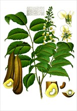 Medicinal plant