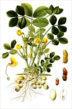 Medicinal plant