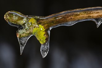 Branch with colourful lichens covered with ice after freezing rain