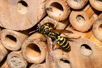 French field wasp sitting at nest hole seen from the back left