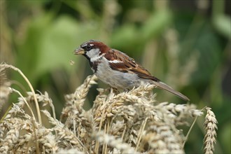 House sparrow