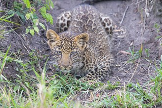 Leopard