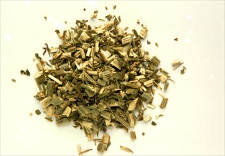 Medicinal herbs dried chicory