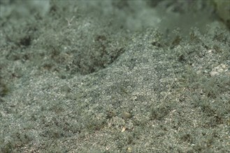 Well camouflaged flounder