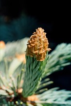 Close up of a pine tree in the view