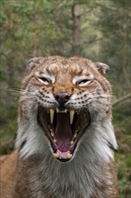 Close up portrait of hissing Eurasian lynx