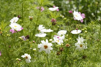 Flowering love-in-a-mist