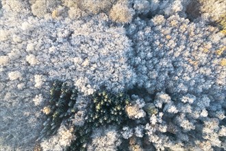 Drone shot of forest in winter