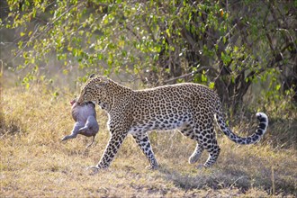 Leopard
