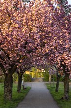 A beautiful alley with blooming pink cherry trees in spring in the evening sun