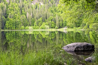 The Feldsee in the forest with a rock in the foreground