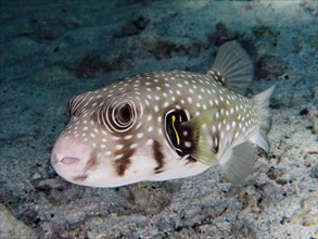 Portrait of white-spotted puffer