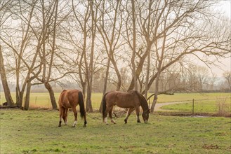 Horses in a paddock in late winter. Alsace
