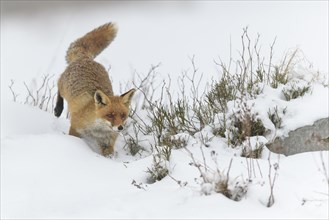 Red fox