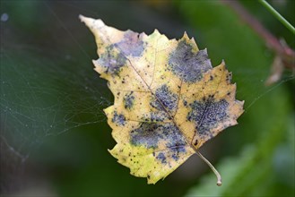 Autumn leaf from a birch