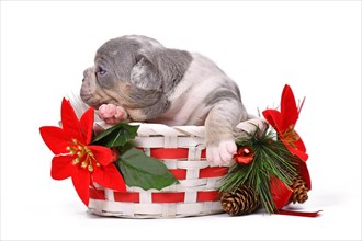 Merle French Bulldog dog puppy in Christmas basket with poinsettia flowers on white background