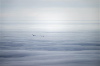 Sea of clouds with peaks of two wind turbines