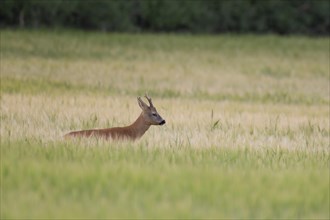 Roe deer