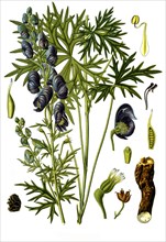 Medicinal plant ferox
