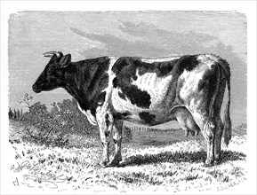 Dutch domestic cattle