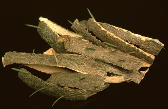 Natural remedy Fresh fir