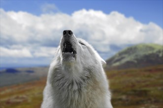 Close-up of white wolf howling on the tundra