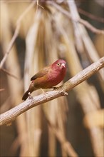 Senegal firefinch