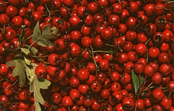 Fruits of the hawthorn
