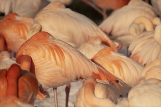 Flamingos