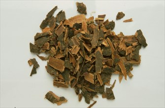 Medicinal herbs: Black alder
