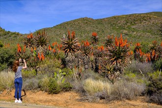 Woman photographed in the Little Karoo with cape aloe
