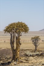 Desert-like landscape with quiver tree