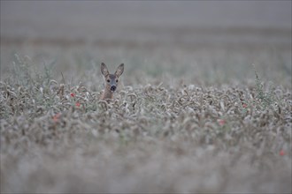 Roe deer