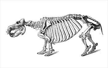 Skeleton of the hippopotamus