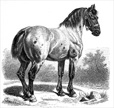 Percheron is a breed of cold-blooded horse from the Perche region in north-western France