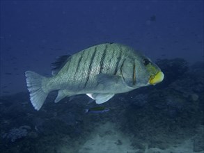 Yellow-mouthed sweetlips
