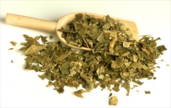 Medicinal herbs dried holly herb
