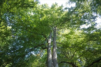 View into the canopy