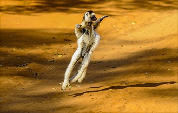 Dancing Leaping verreauxi lemur