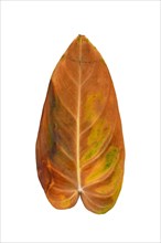 Yellow withered leaf of 'Philodendron Melanochrysum' houseplant on white background
