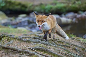 Red fox