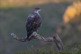 Bonellis eagle