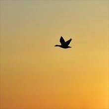 Silhouette of a flying goose in the evening sky
