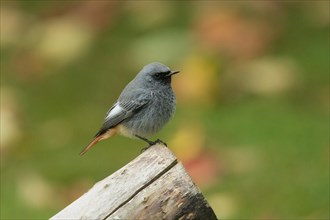 Black Redstart male standing on tree trunk looking right
